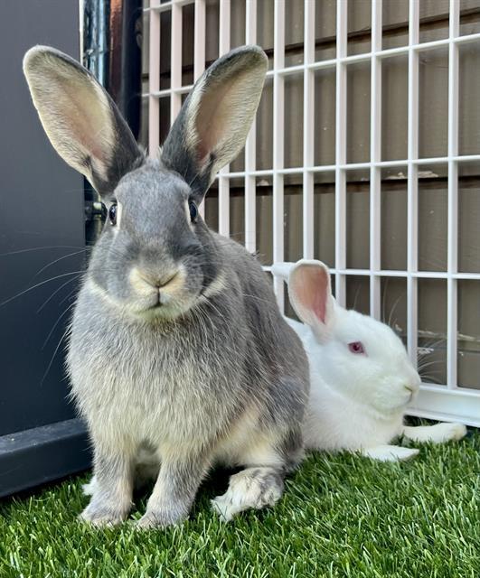 DUSK, Adoptable, Young Male Bunny Rabbit.