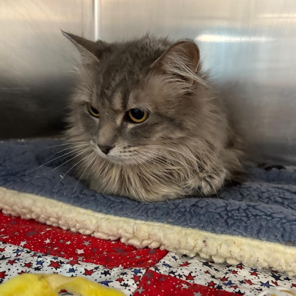 Gracie Mae, a Adoptable Domestic Long Hair in Crookston, MN image 1/3
