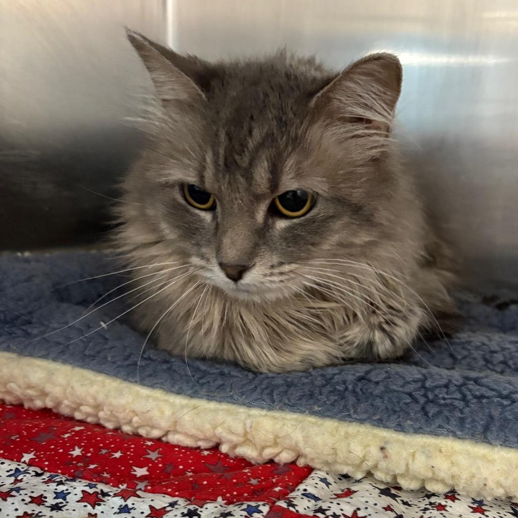Gracie Mae, a Adoptable Domestic Long Hair in Crookston, MN image 2/3
