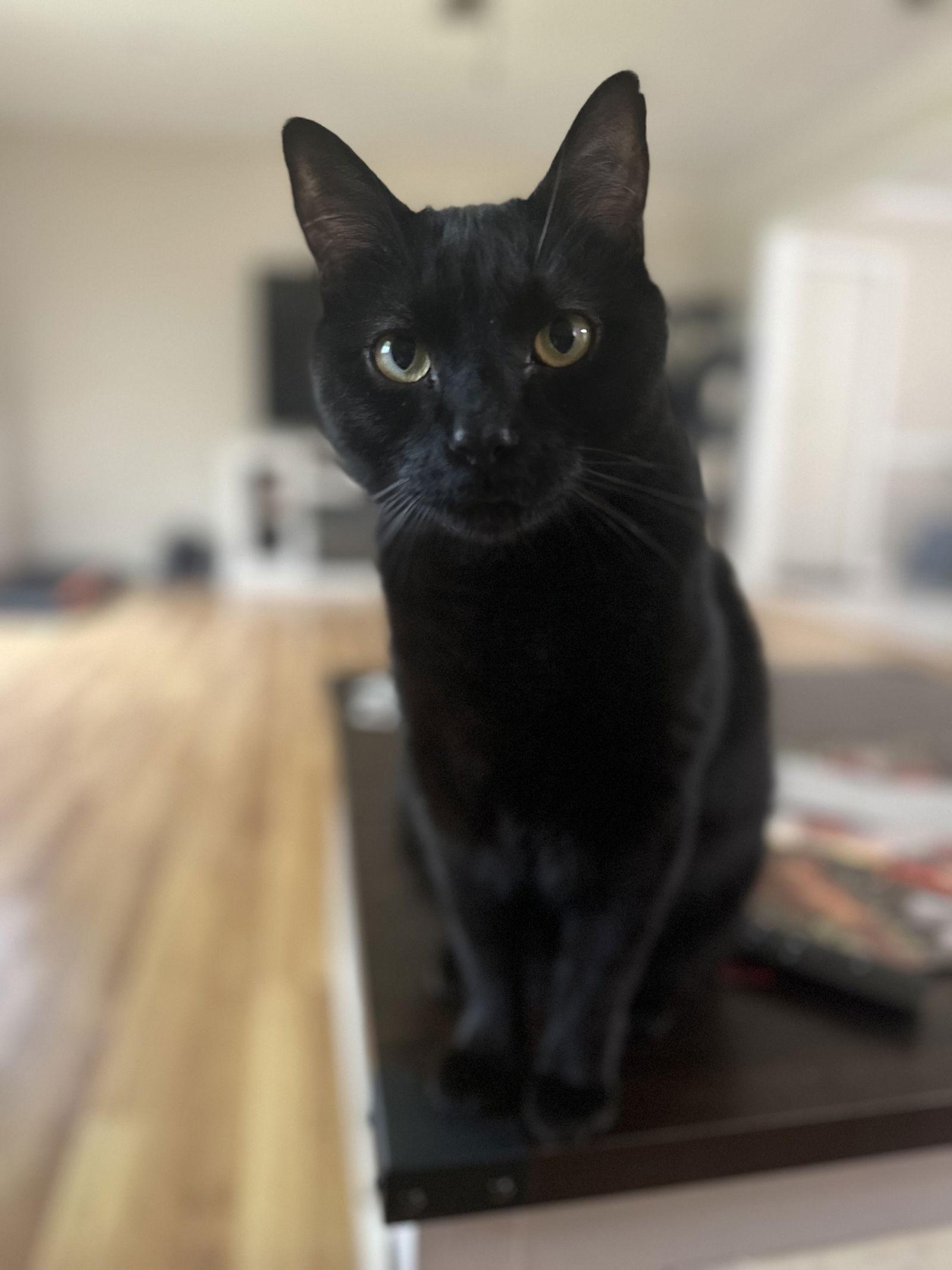 Bear, Adoptable, Adult Male Domestic Short Hair.