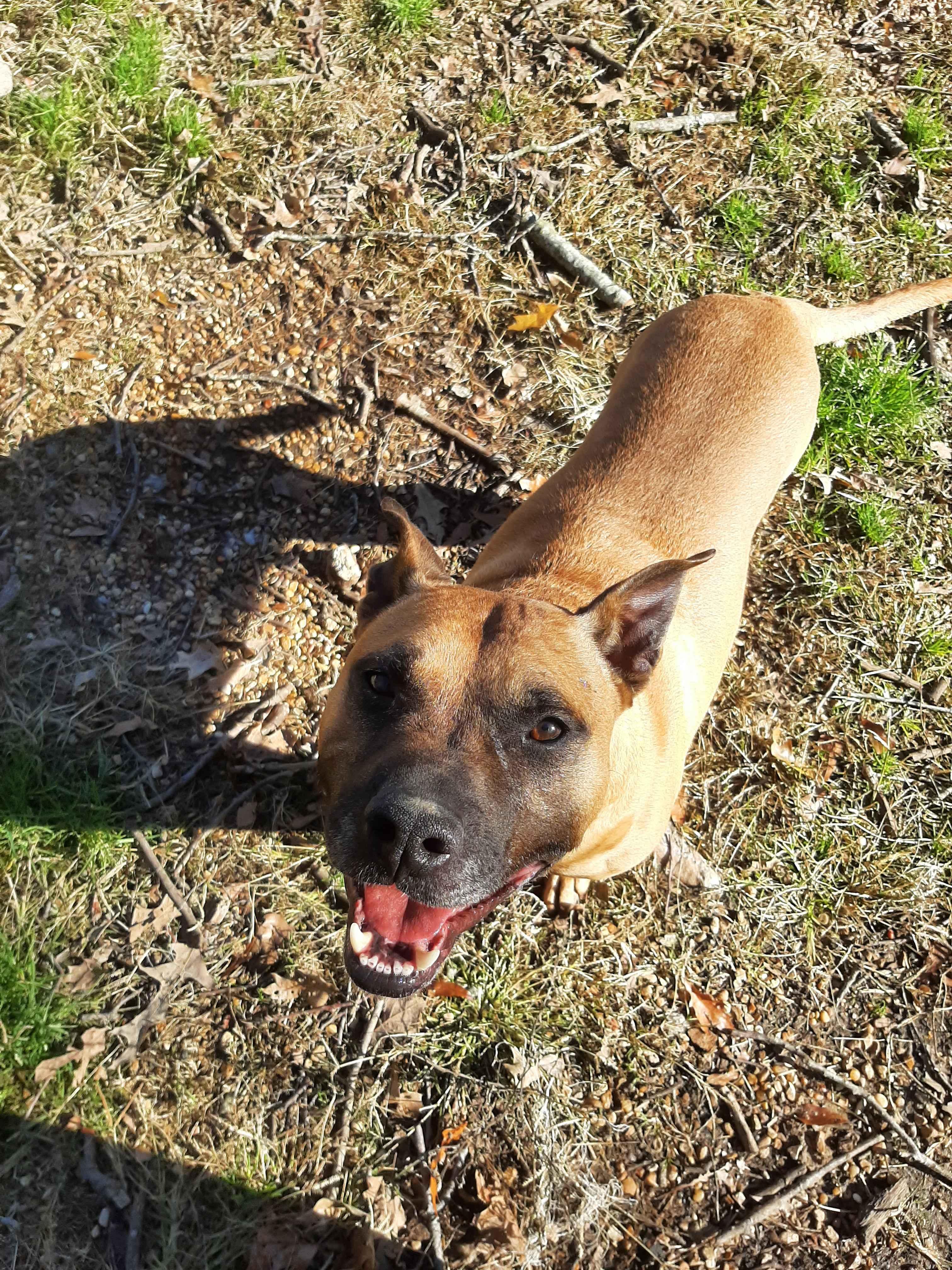 Plato, an adoptable Mixed Breed in Madison, MS, 39110 | Photo Image 1