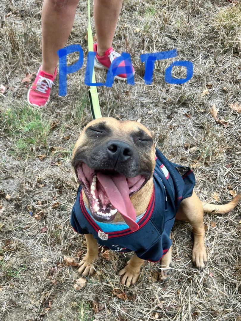 Plato, an adoptable Mixed Breed in Madison, MS, 39110 | Photo Image 2