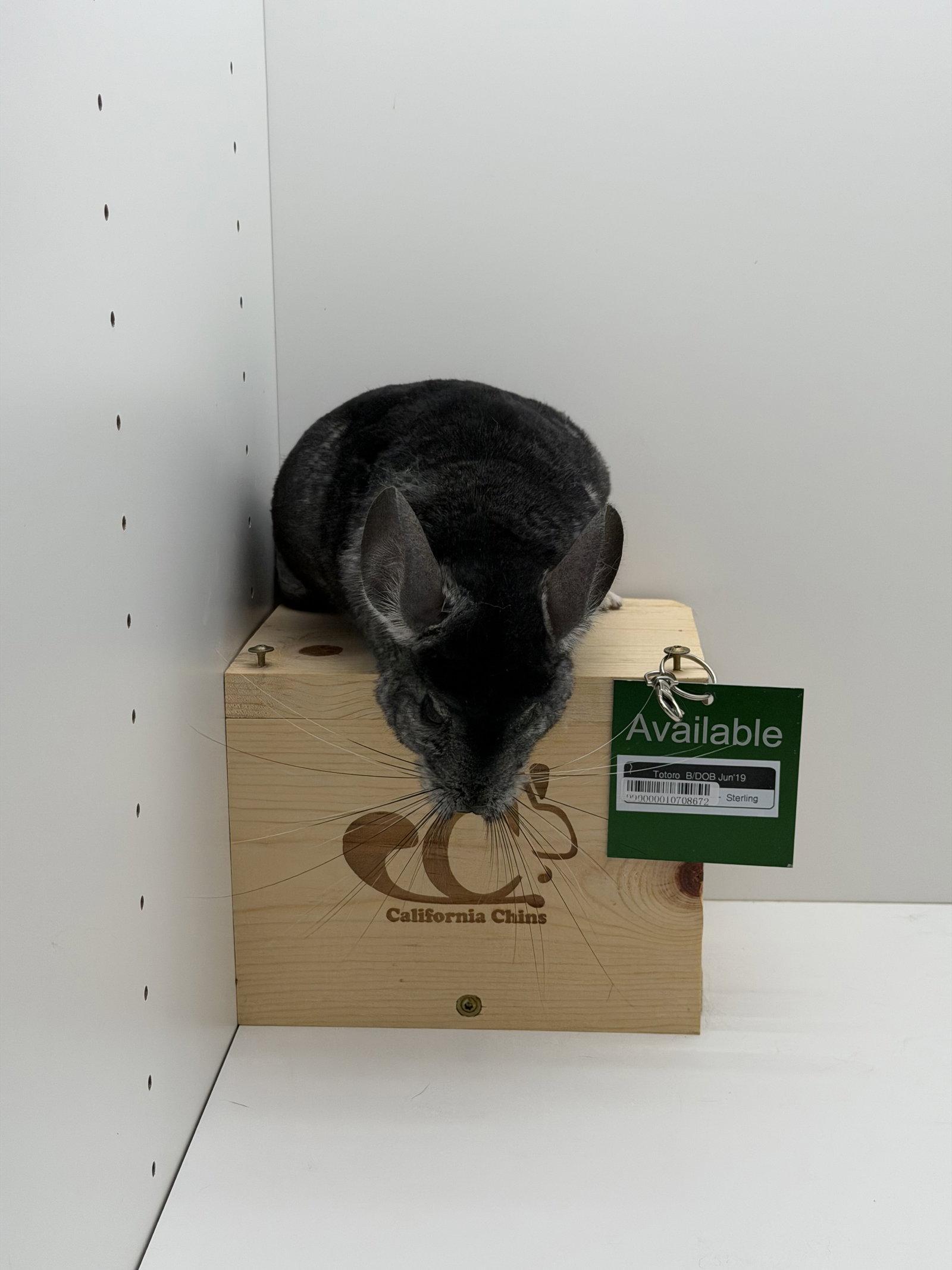 Totoro, Adopted, Adult Male Chinchilla.