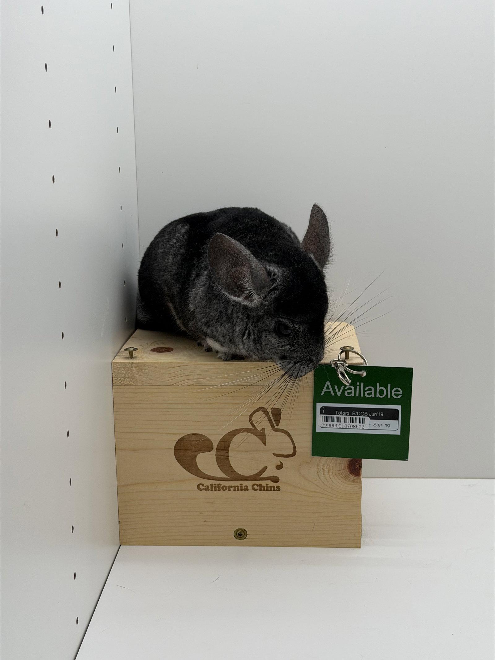 Totoro, a Adopted Chinchilla in Sunnyvale, CA image 2/3