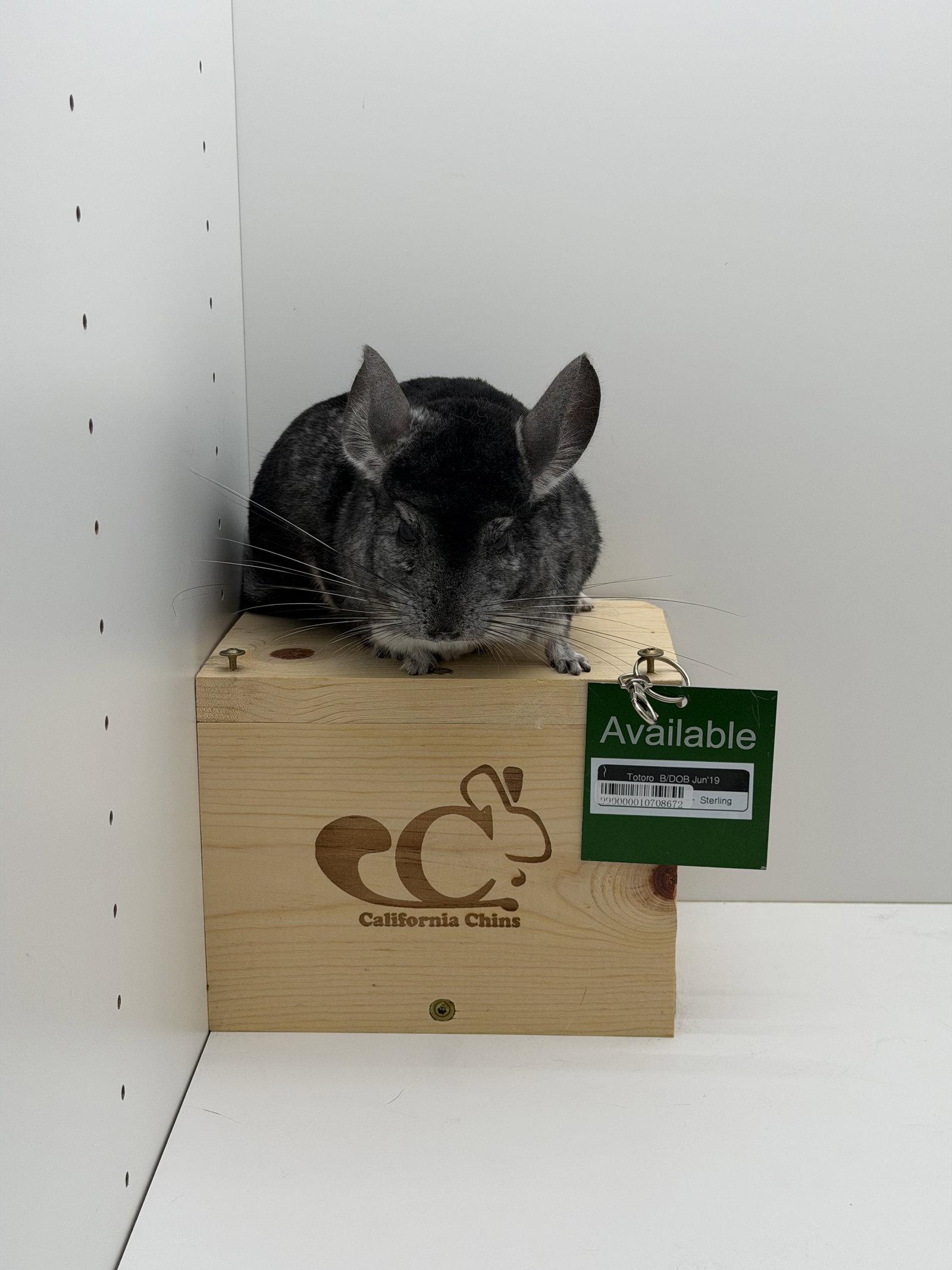 Totoro, a Adopted Chinchilla in Sunnyvale, CA image 3/3