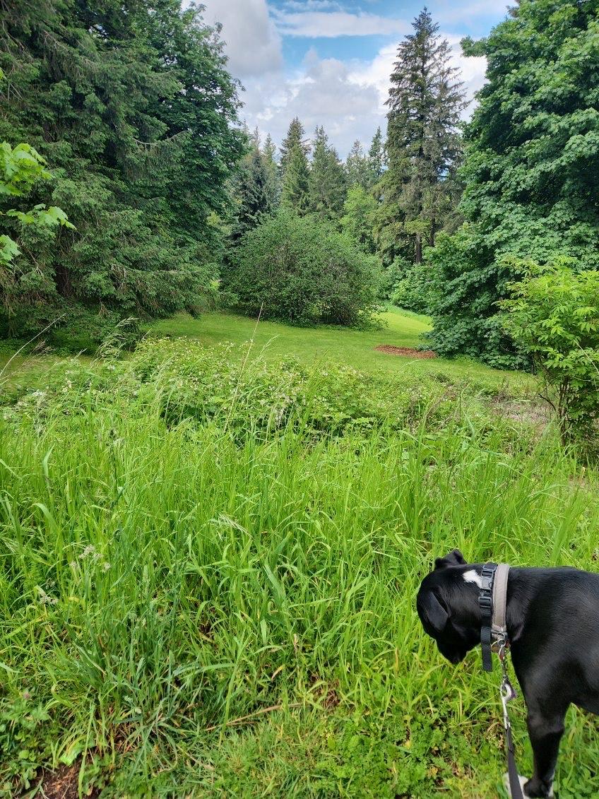 Enlarge Johnny Depp, a Adoptable mixed breed in Portland , OR image 2/3