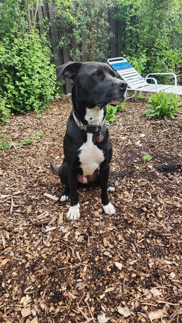 Enlarge Johnny Depp, a Adoptable mixed breed in Portland , OR image 3/3