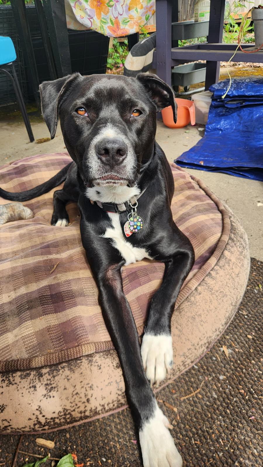 Johnny Depp, Young Male Black Labrador Retriever