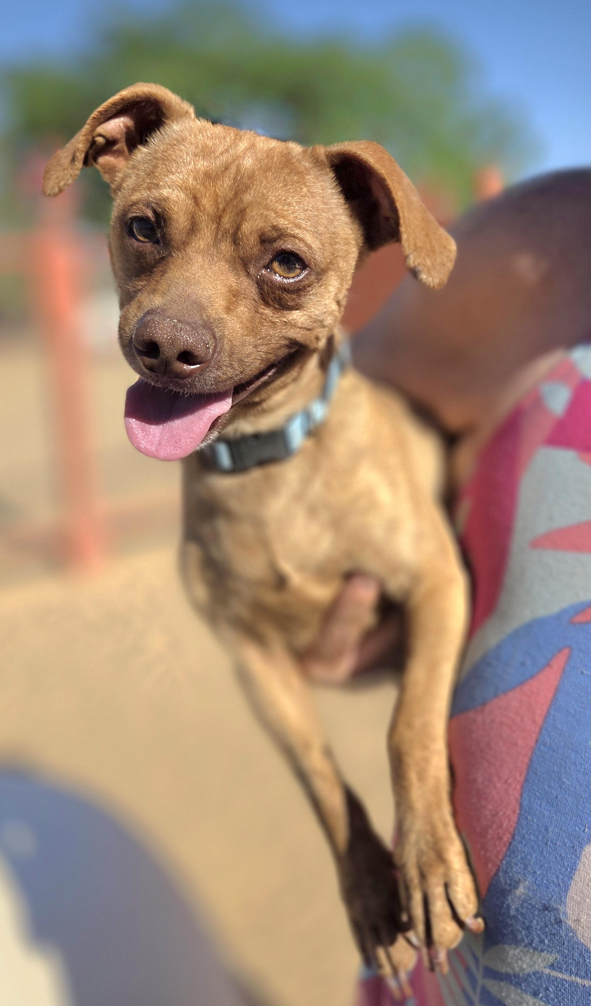 Enlarge Junior, a ADOPTABLE mixed breed in Yucca Valley, CA image 1/1
