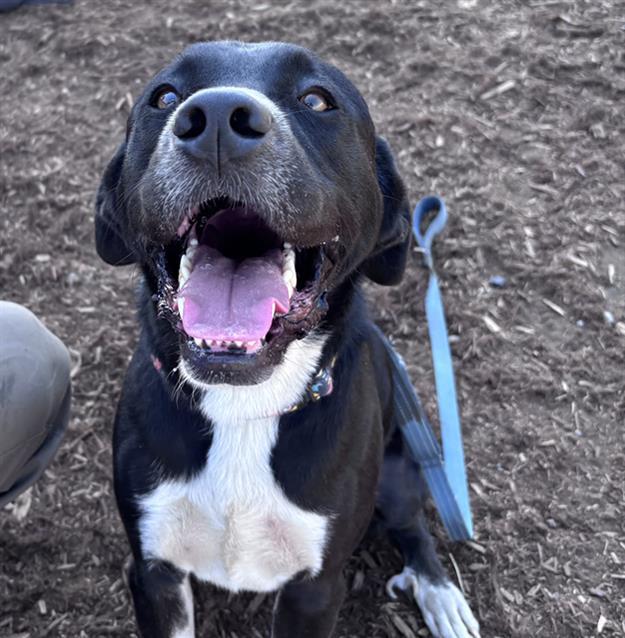 Enlarge TELEMACHUS, a Adoptable mixed breed in Denver, CO image 1/1