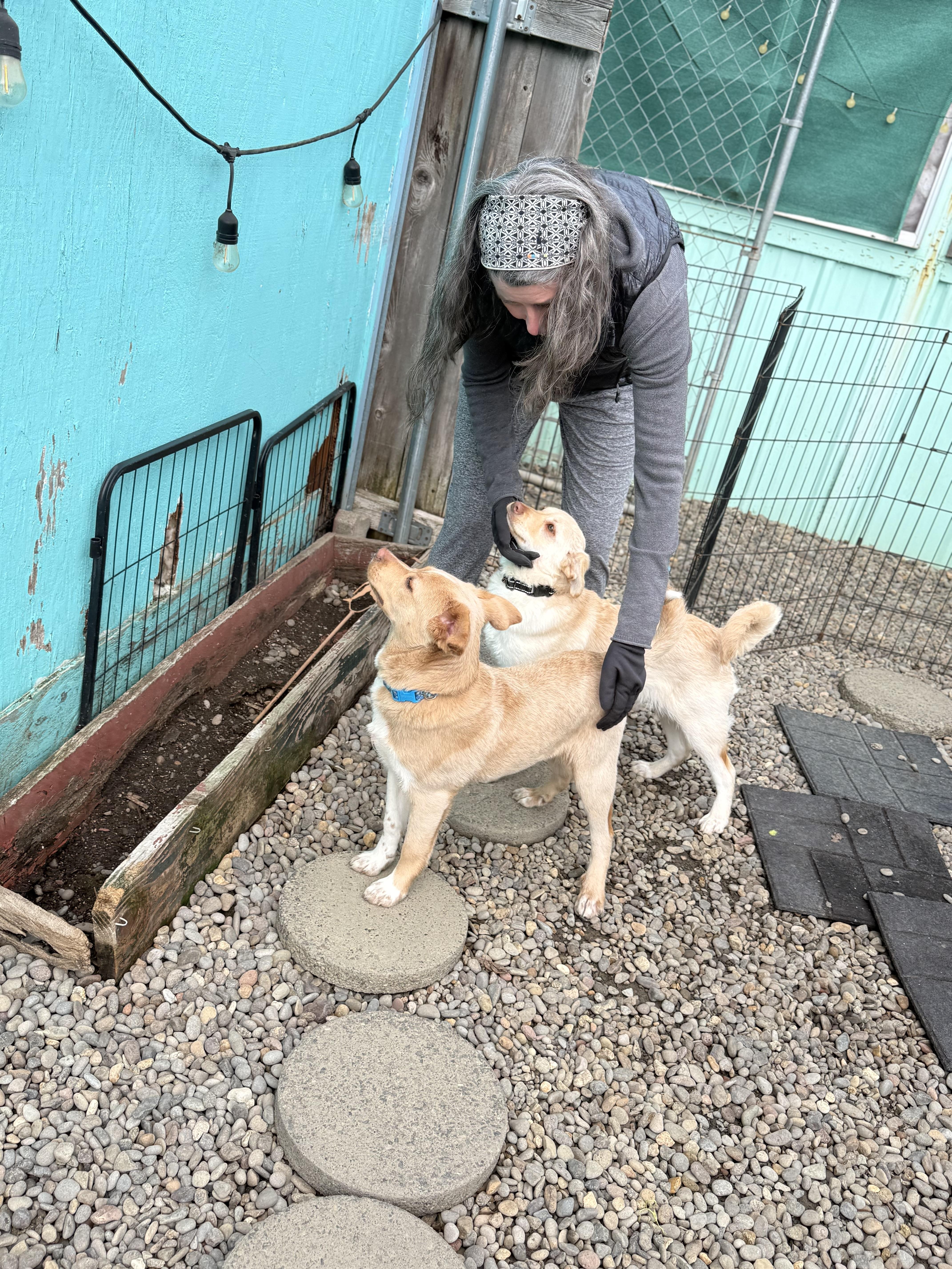 Chip, a ADOPTABLE mixed breed in Eugene, OR image 5/6