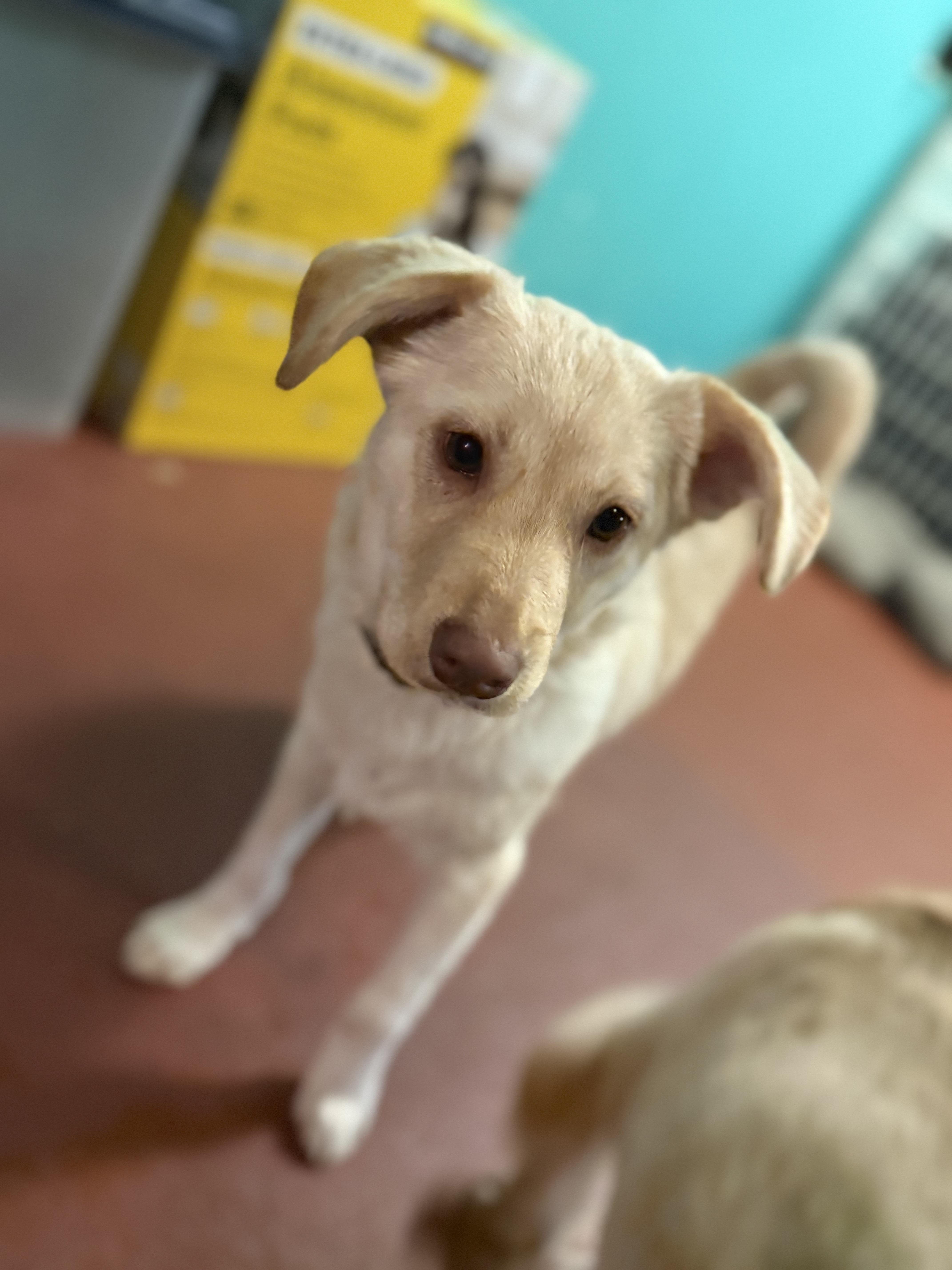 Chip, a ADOPTABLE mixed breed in Eugene, OR image 2/6