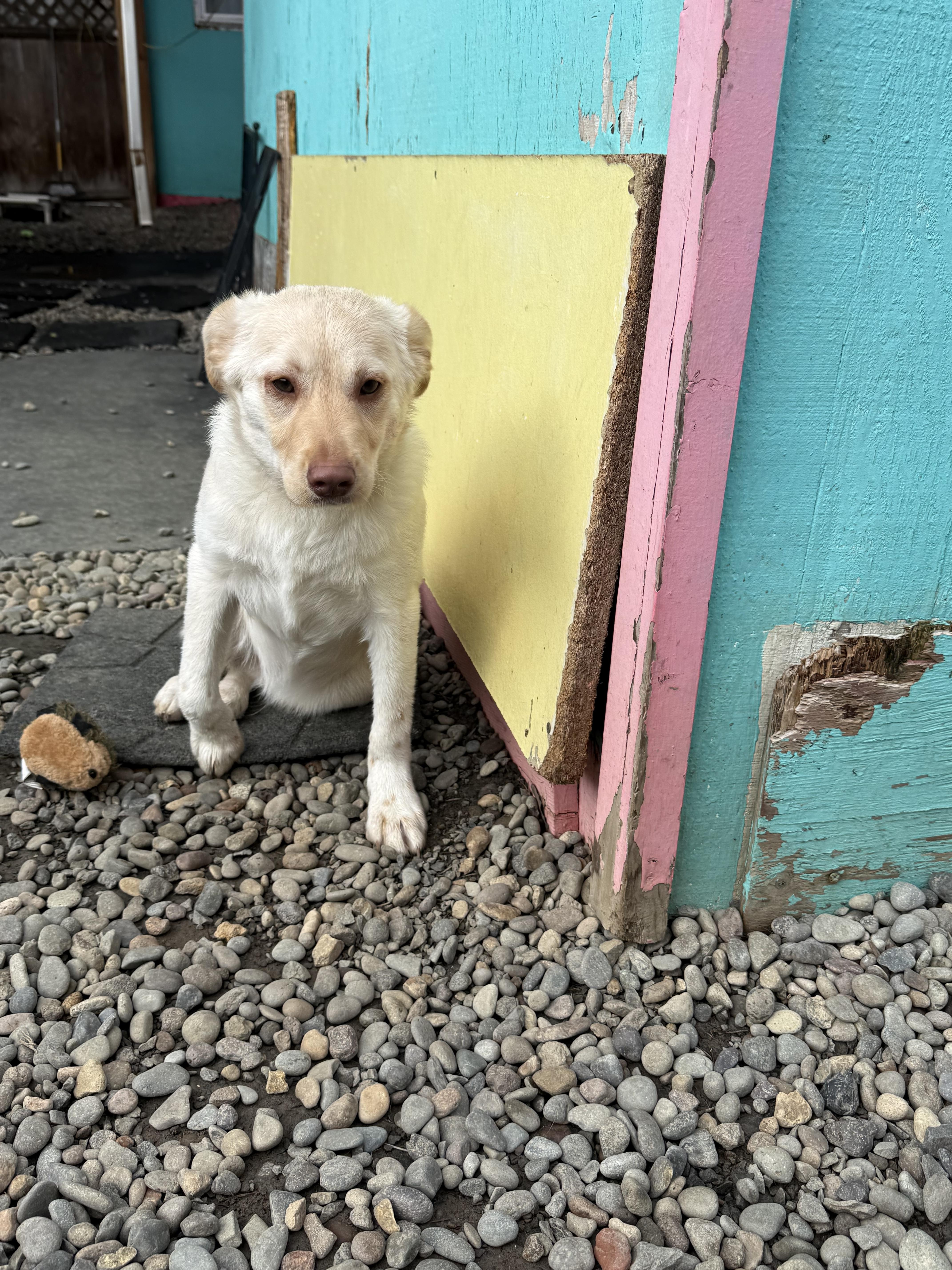 Chip, a ADOPTABLE mixed breed in Eugene, OR image 6/6