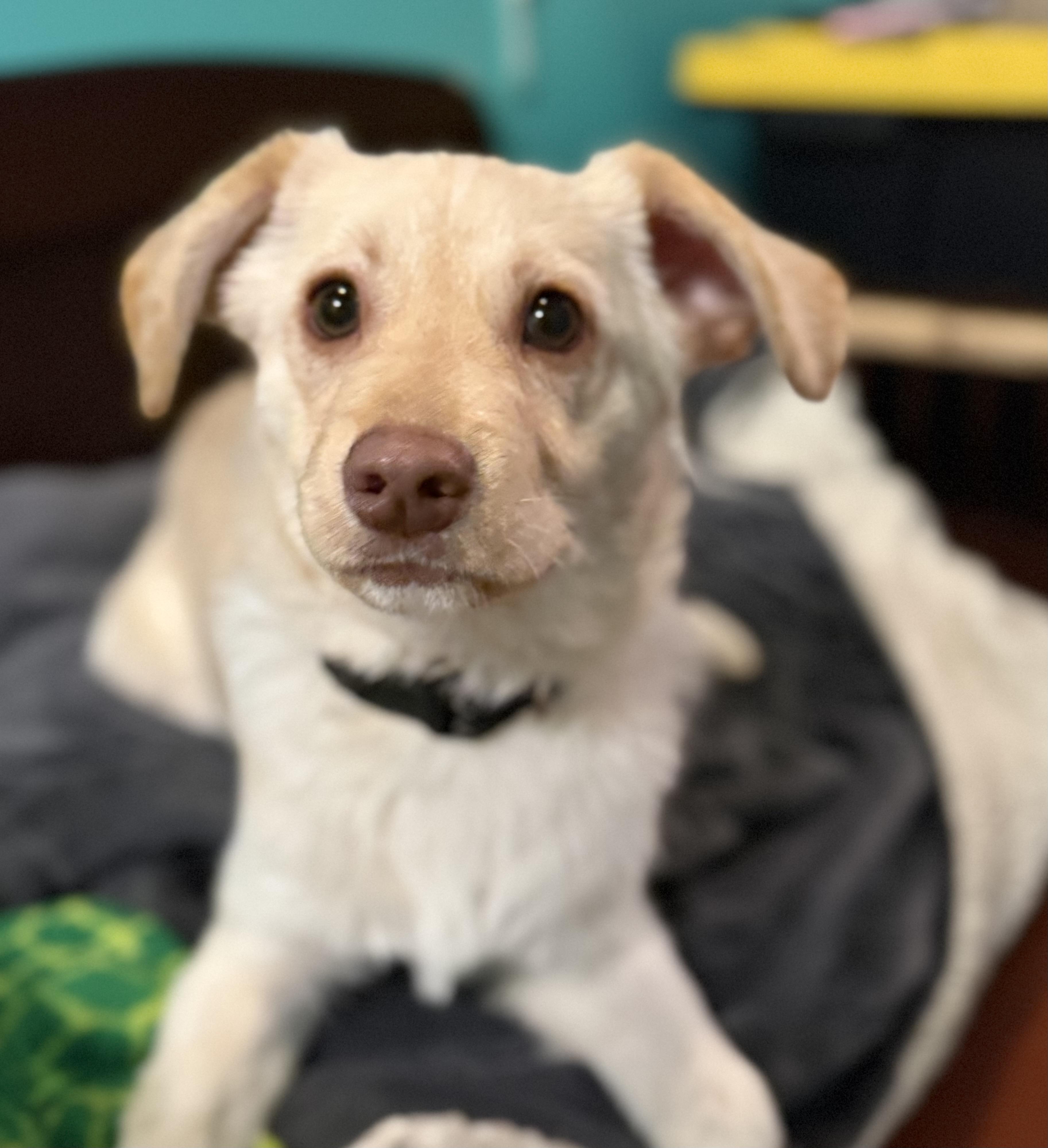 Chip, ADOPTABLE, Young Male Labrador Retriever.