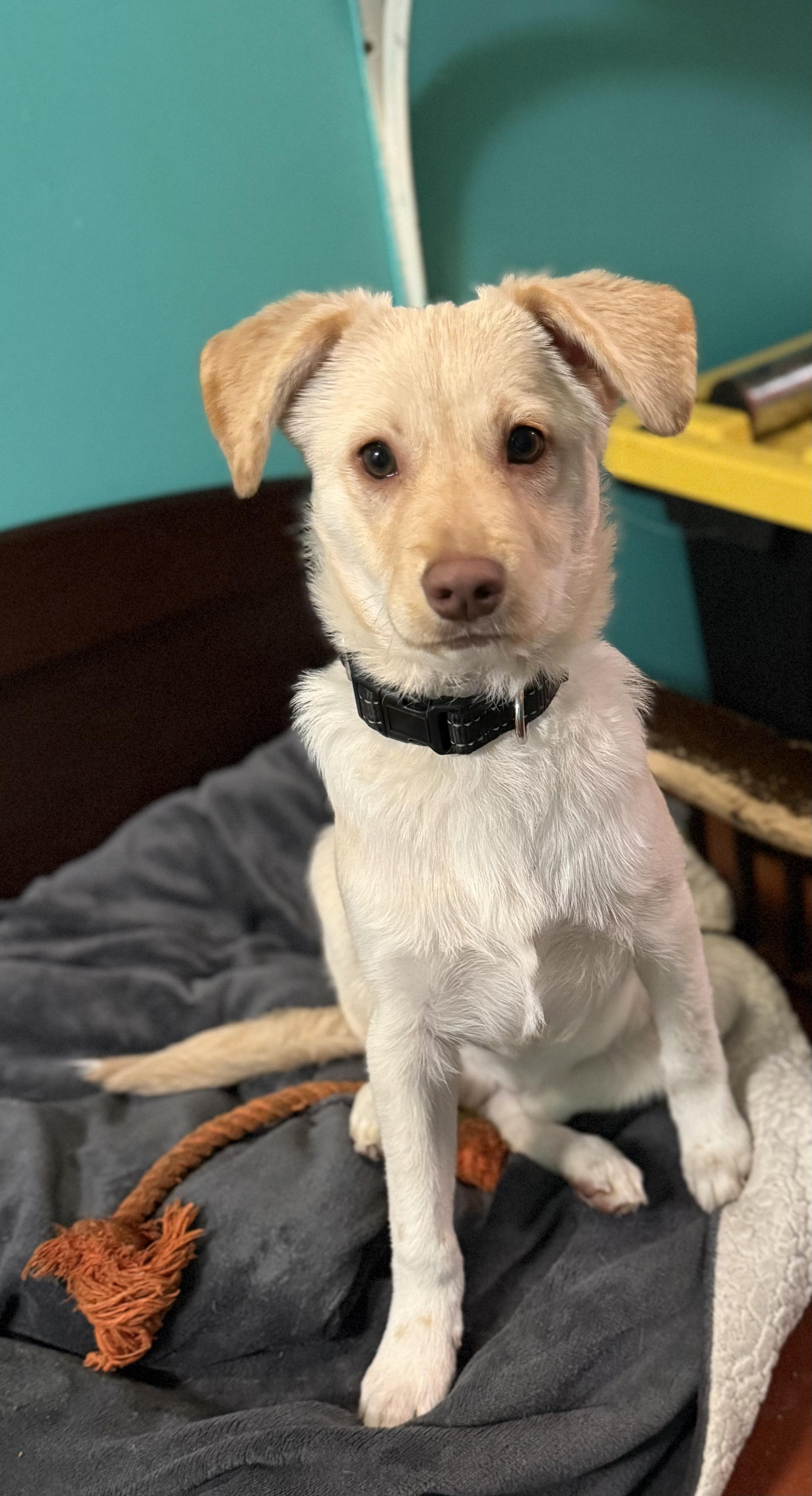 Chip, a ADOPTABLE mixed breed in Eugene, OR image 3/6