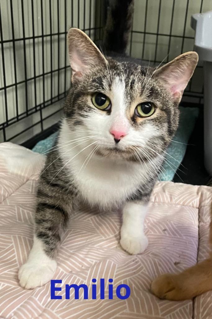 Enlarge EMILIO, a Adoptable mixed breed in Muskegon, MI image 1/1