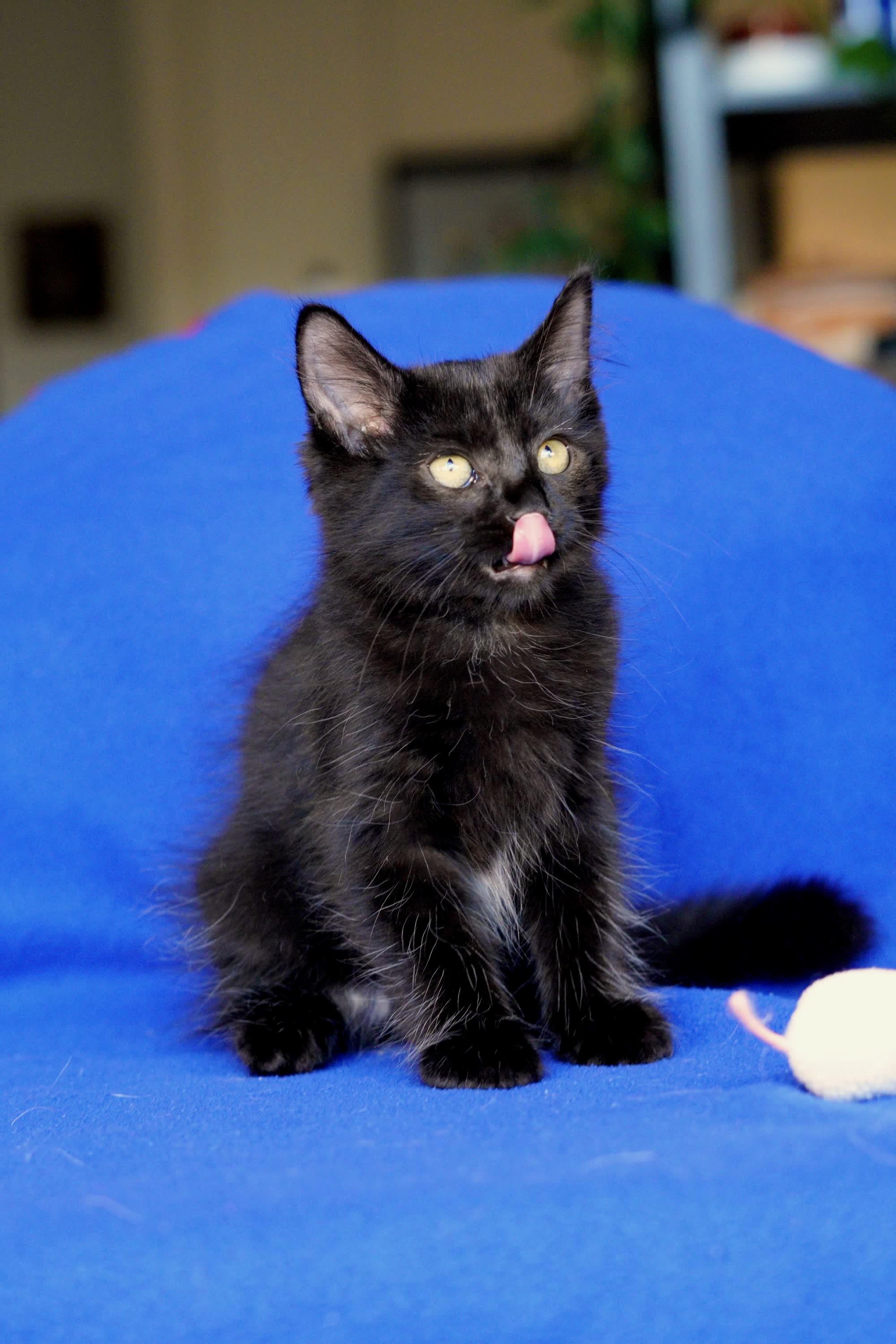 Enlarge Bear, an adopted Domestic Medium Hair in San Diego, CA image 3/3