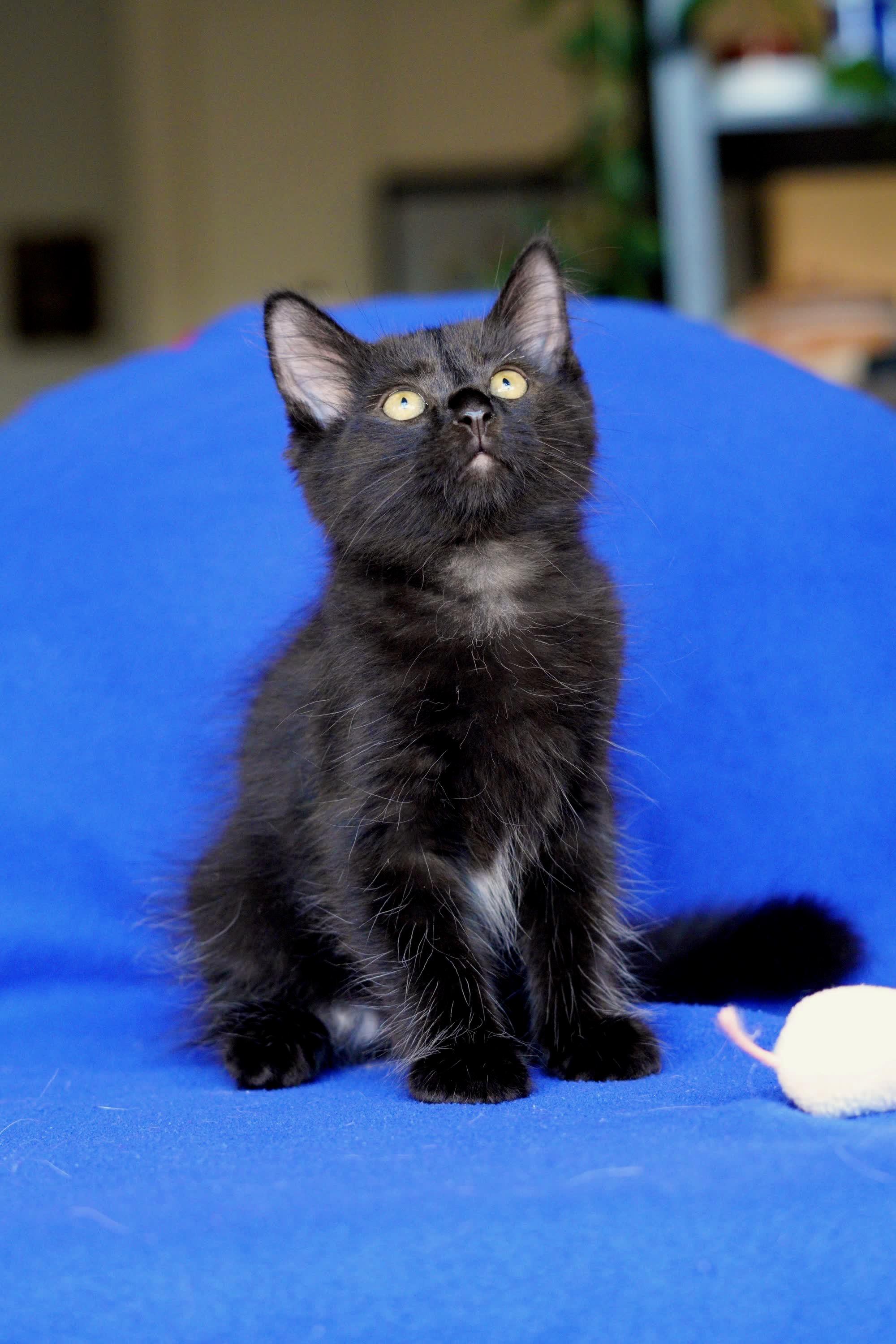 Enlarge Bear, an adopted Domestic Medium Hair in San Diego, CA image 2/3