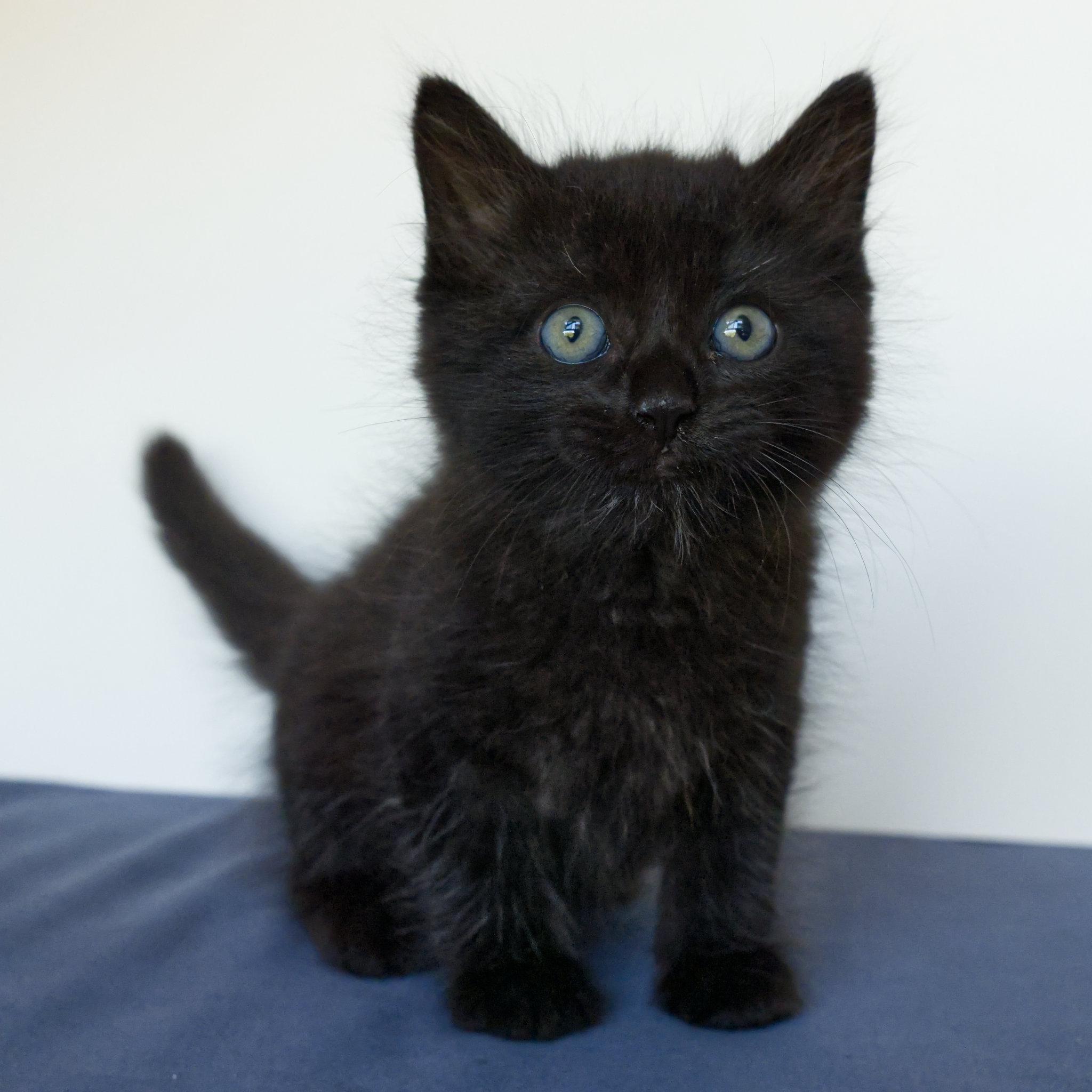 Enlarge Bear, an adopted Domestic Medium Hair in San Diego, CA image 1/3