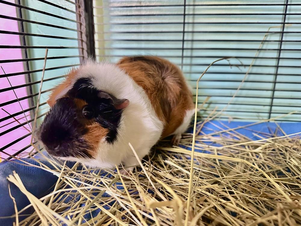 Nugget, Adoptable, Adult Female Guinea Pig.