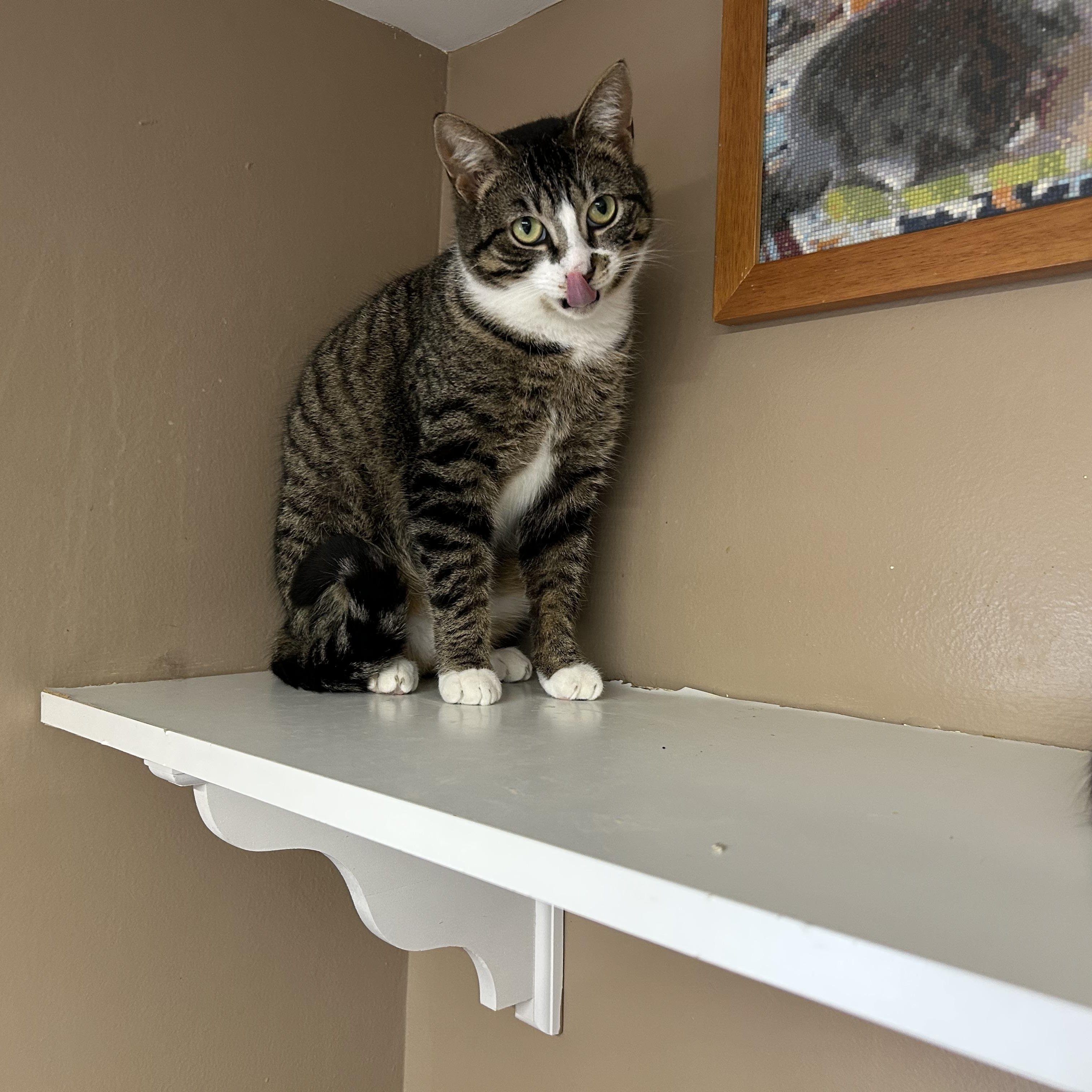 Enlarge Chestnut, a ADOPTABLE Domestic Short Hair in Brockport, NY image 2/6