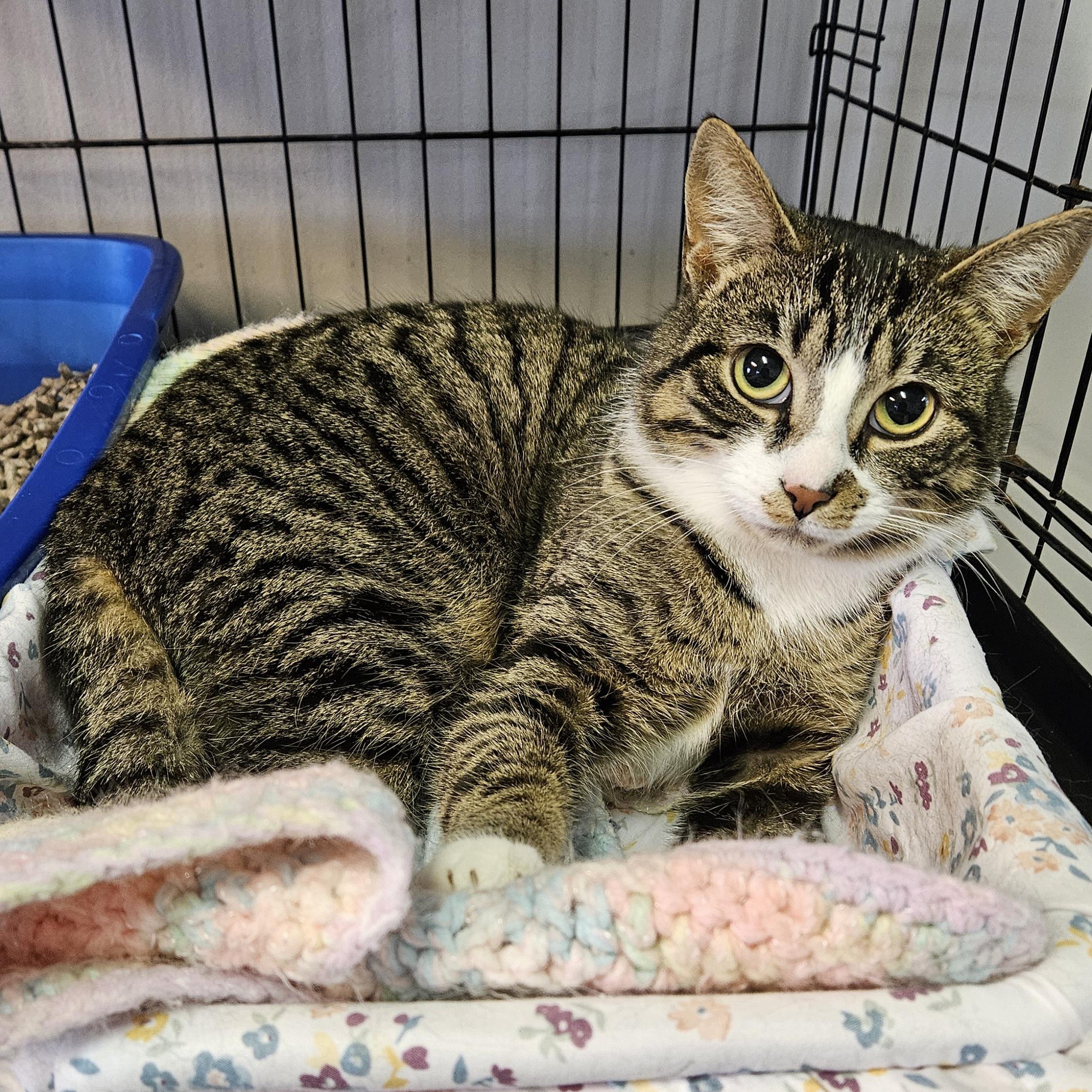Enlarge Chestnut, a ADOPTABLE Domestic Short Hair in Brockport, NY image 3/6