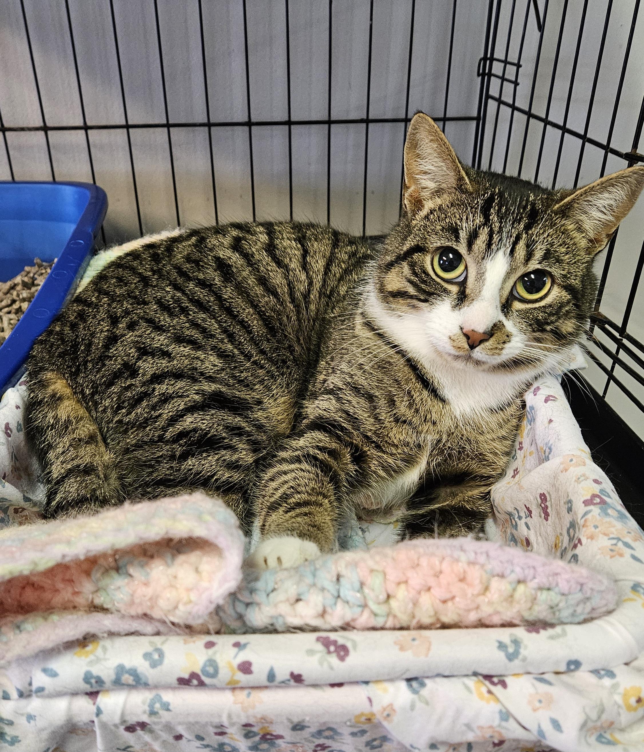 Enlarge Chestnut, a ADOPTABLE Domestic Short Hair in Brockport, NY image 4/4