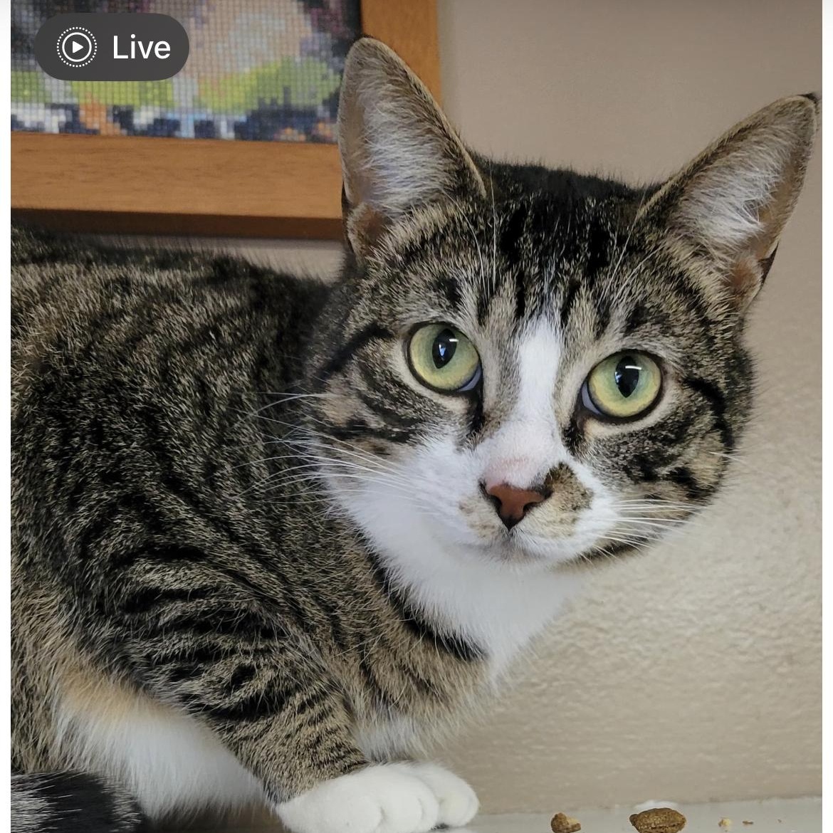 Enlarge Chestnut, a ADOPTABLE Domestic Short Hair in Brockport, NY image 1/6