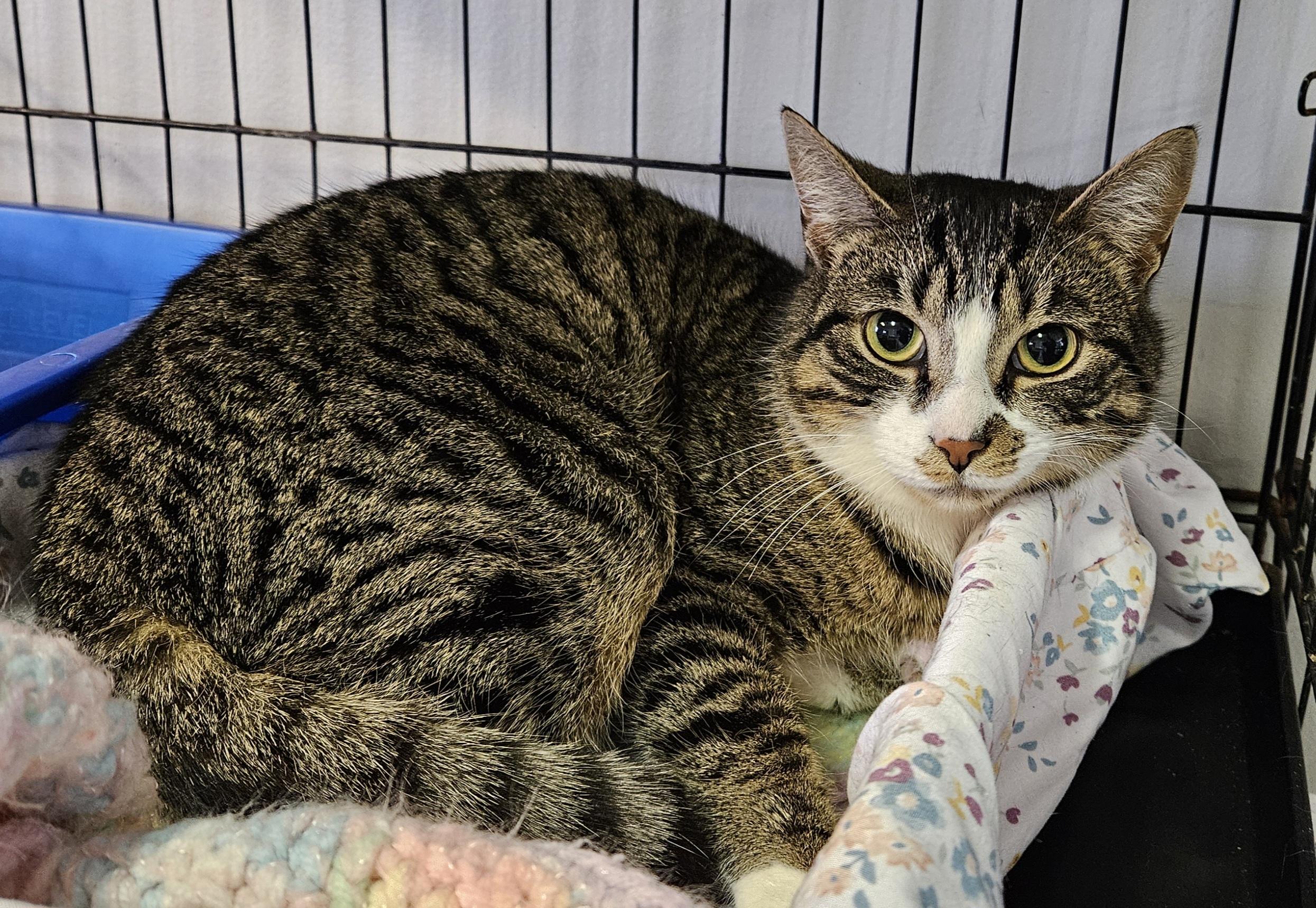 Chestnut, ADOPTABLE, Adult Female Domestic Short Hair.