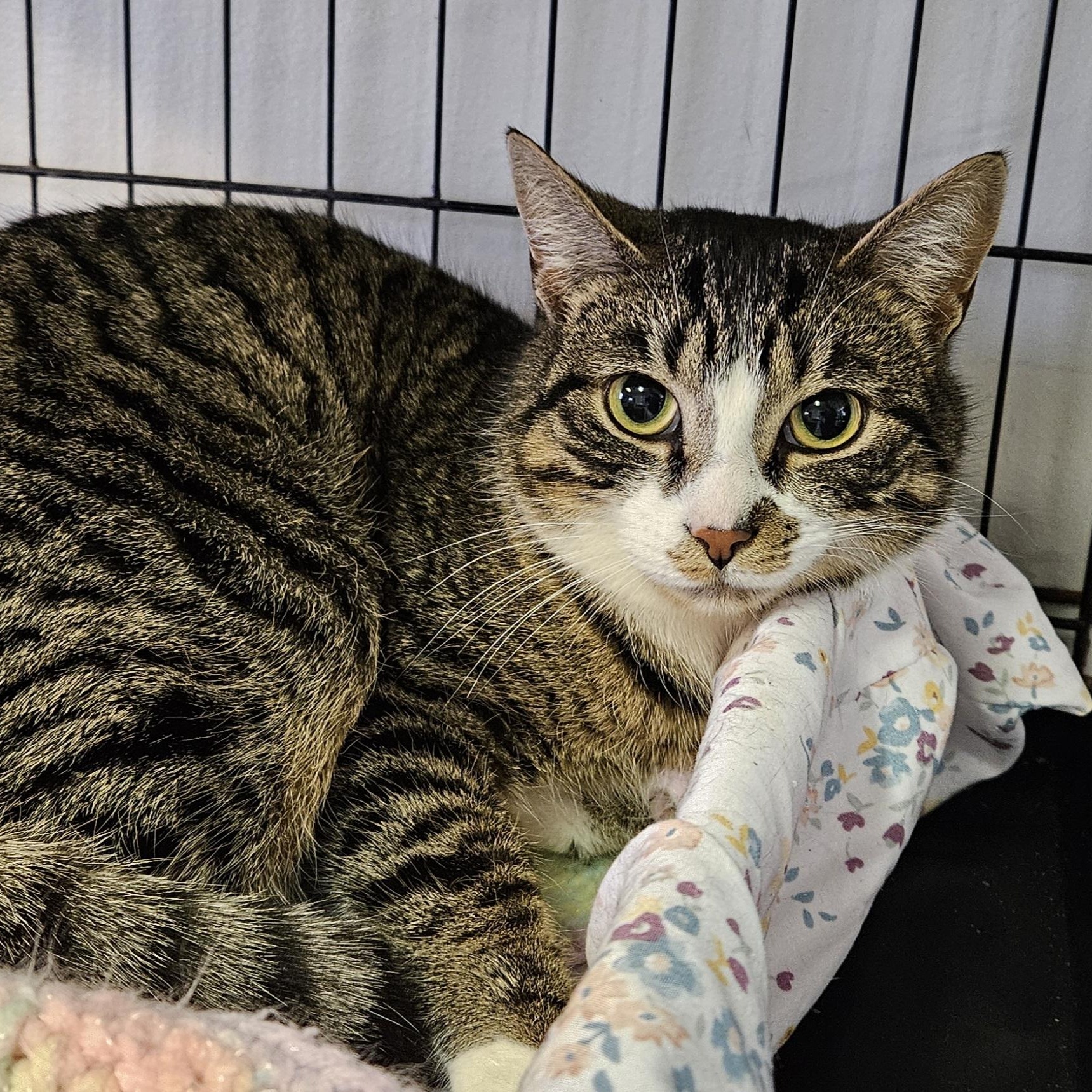 Enlarge Chestnut, a ADOPTABLE Domestic Short Hair in Brockport, NY image 4/6