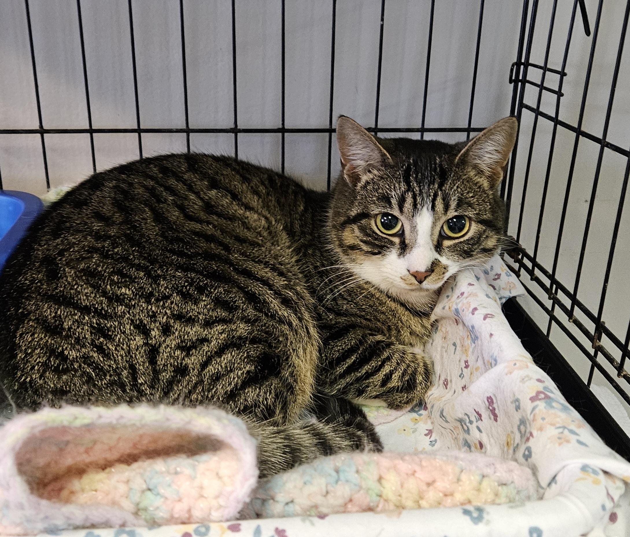 Enlarge Chestnut, a ADOPTABLE Domestic Short Hair in Brockport, NY image 3/4