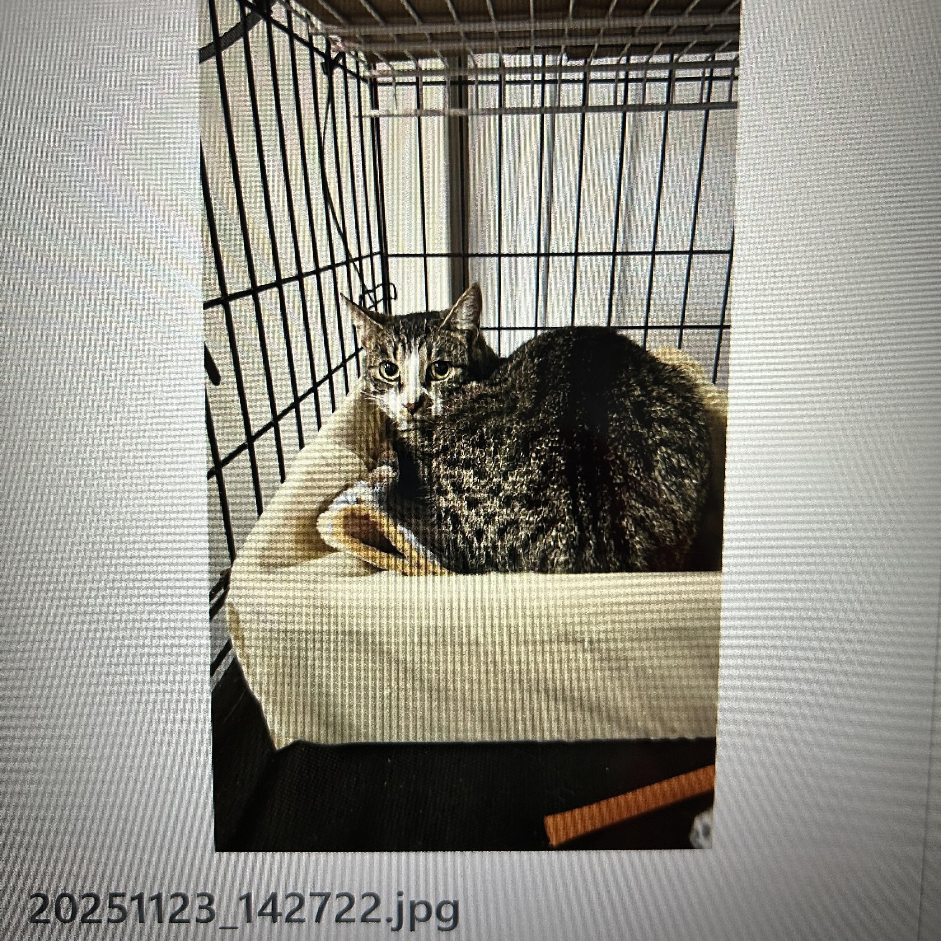 Enlarge Chestnut, a ADOPTABLE Domestic Short Hair in Brockport, NY image 2/4