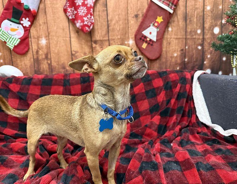 Enlarge Lilooet, a ADOPTABLE mixed breed in Berkeley, CA image 1/3