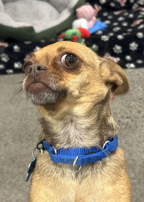 Enlarge Lilooet, a ADOPTABLE mixed breed in Berkeley, CA image 3/3