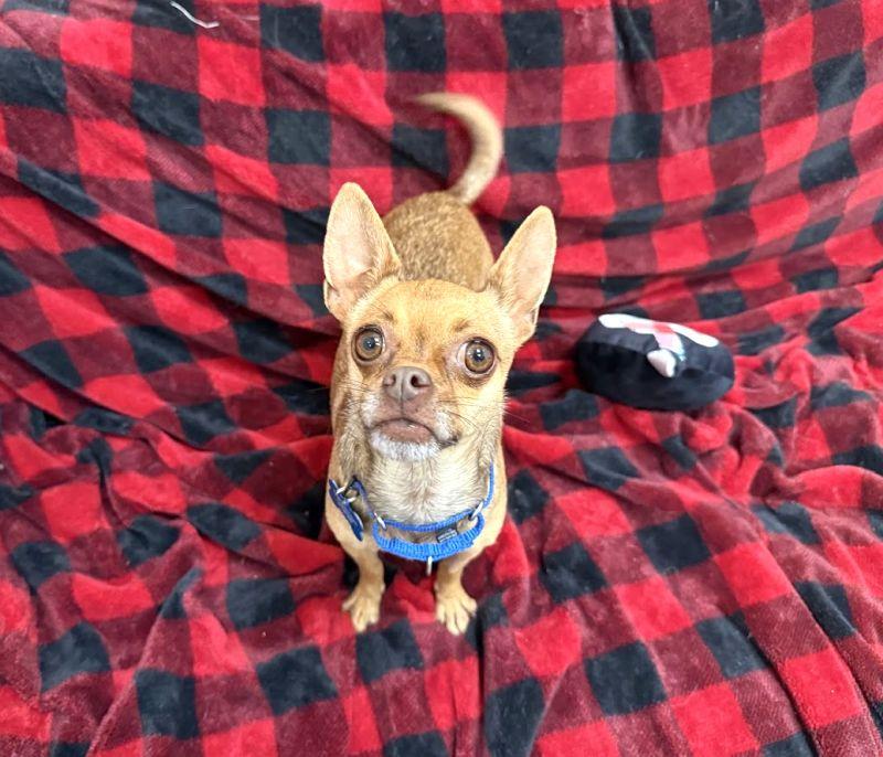 Lilooet, adoptable, Adult Female Chihuahua.