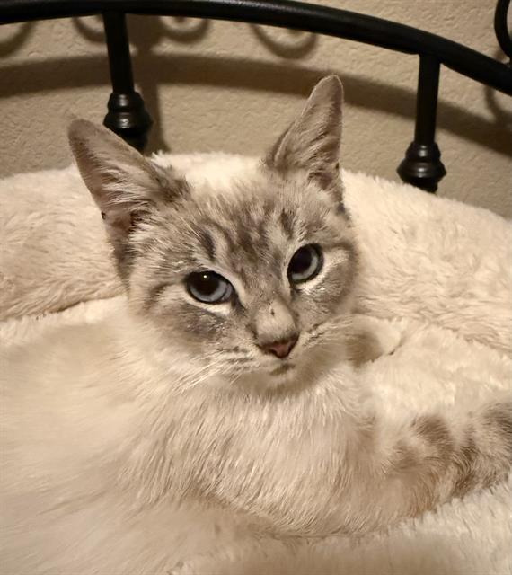 Enlarge WOBBLES, a Adoptable Domestic Short Hair in Sacramento, CA image 1/1
