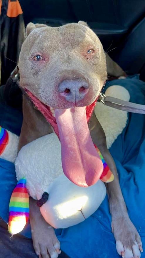 Enlarge Ryder, a Adopted mixed breed in Studio City, CA image 4/6