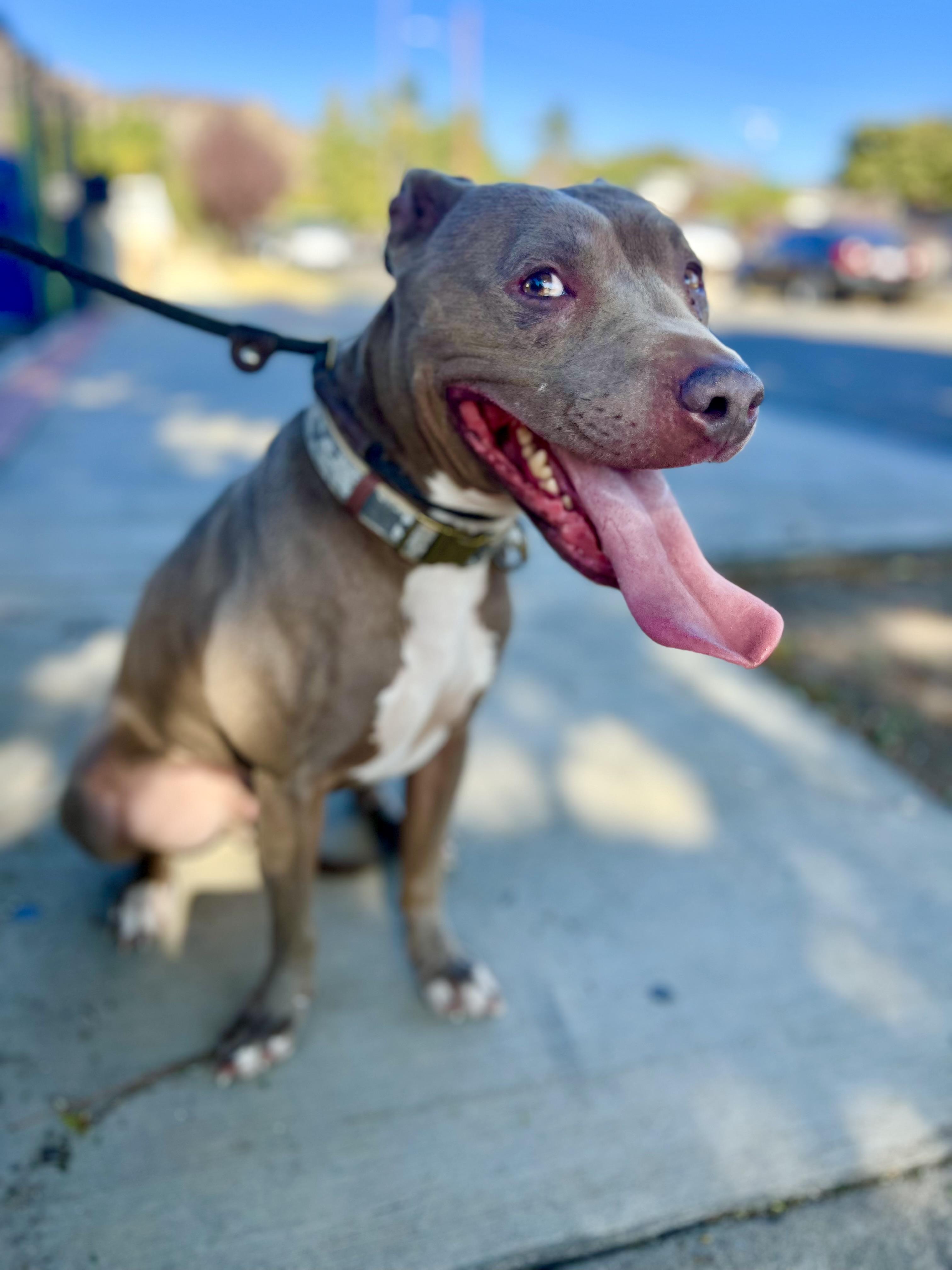 Enlarge Ryder, a Adopted mixed breed in Studio City, CA image 1/6
