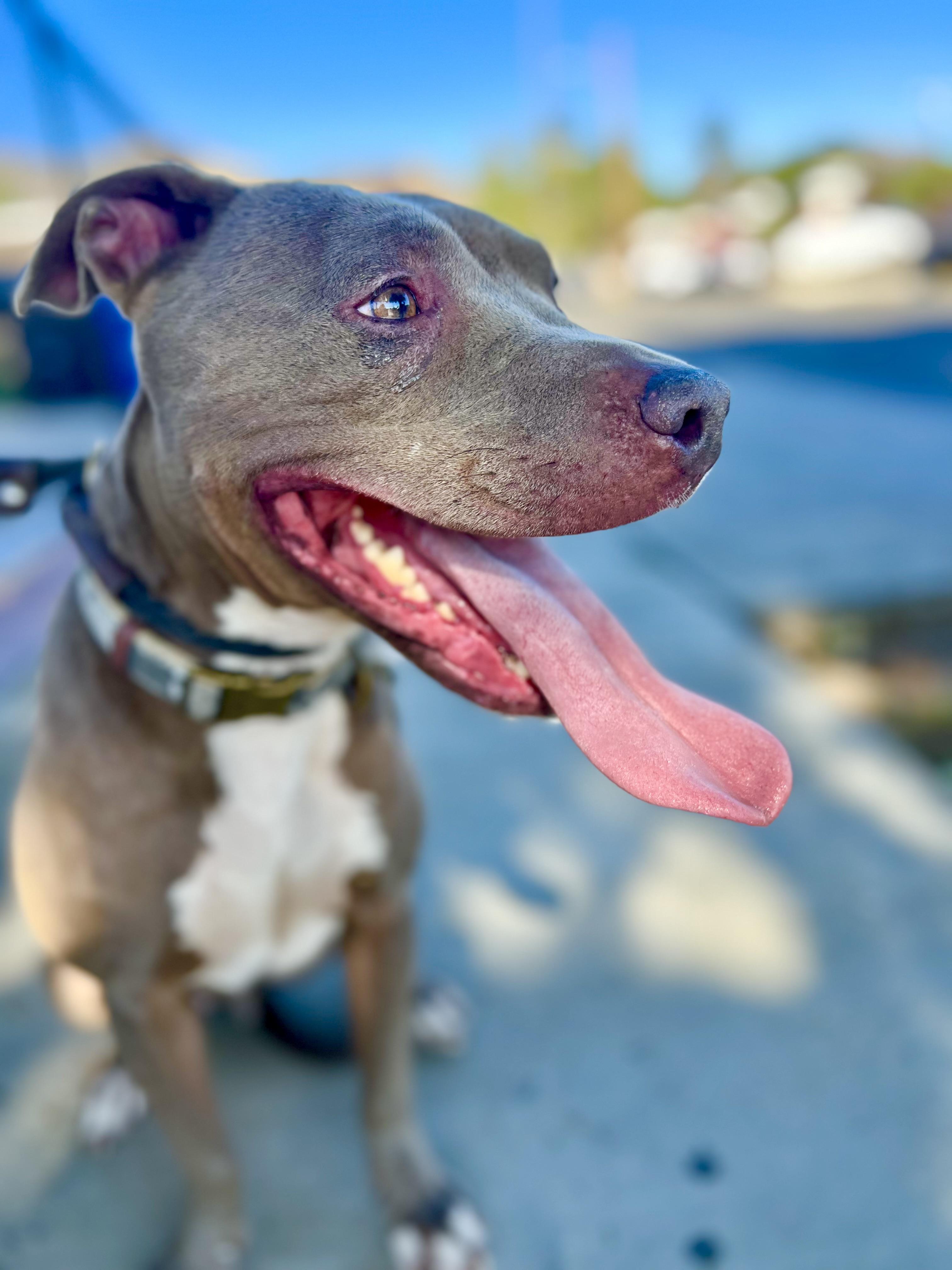 Enlarge Ryder, a Adopted mixed breed in Studio City, CA image 2/6