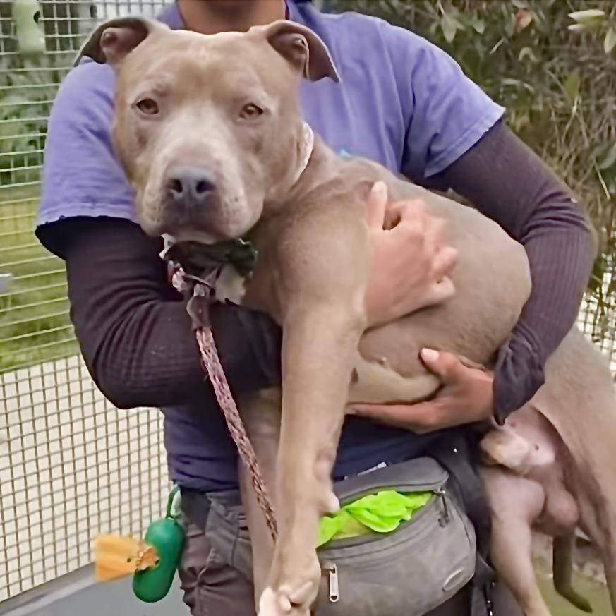 Enlarge Ryder, a Adopted mixed breed in Studio City, CA image 3/6