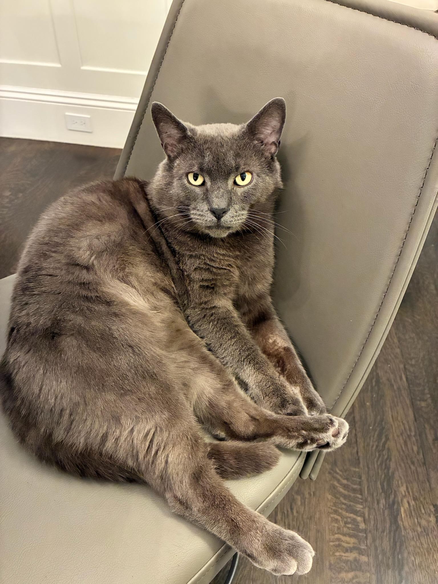 Enlarge Podcast, the plush, people-oriented pal you've always   wanted in your corner!, an adopted Domestic Short Hair in Saranac Lake, NY image 3/4