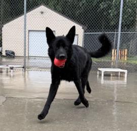 Dahlia, a ADOPTABLE German Shepherd Dog in Ashland, VA image 4/4