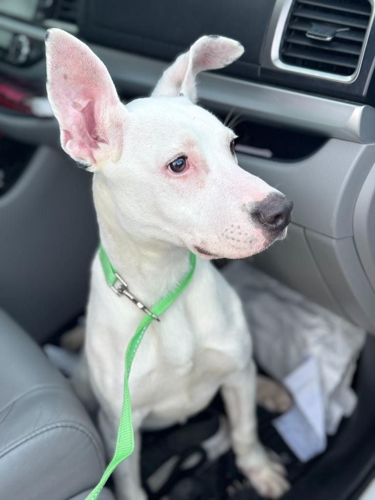 GERTIE, Adoptable, Young Female Pit Bull Terrier.