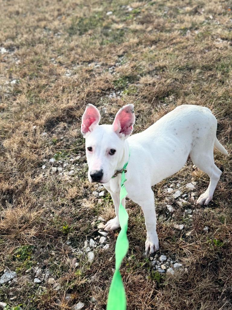 Enlarge GERTIE, a Adoptable Pit Bull Terrier in Algona, IA image 2/5