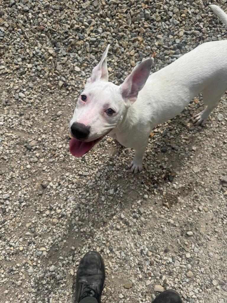 Enlarge GERTIE, a Adoptable Pit Bull Terrier in Algona, IA image 3/5