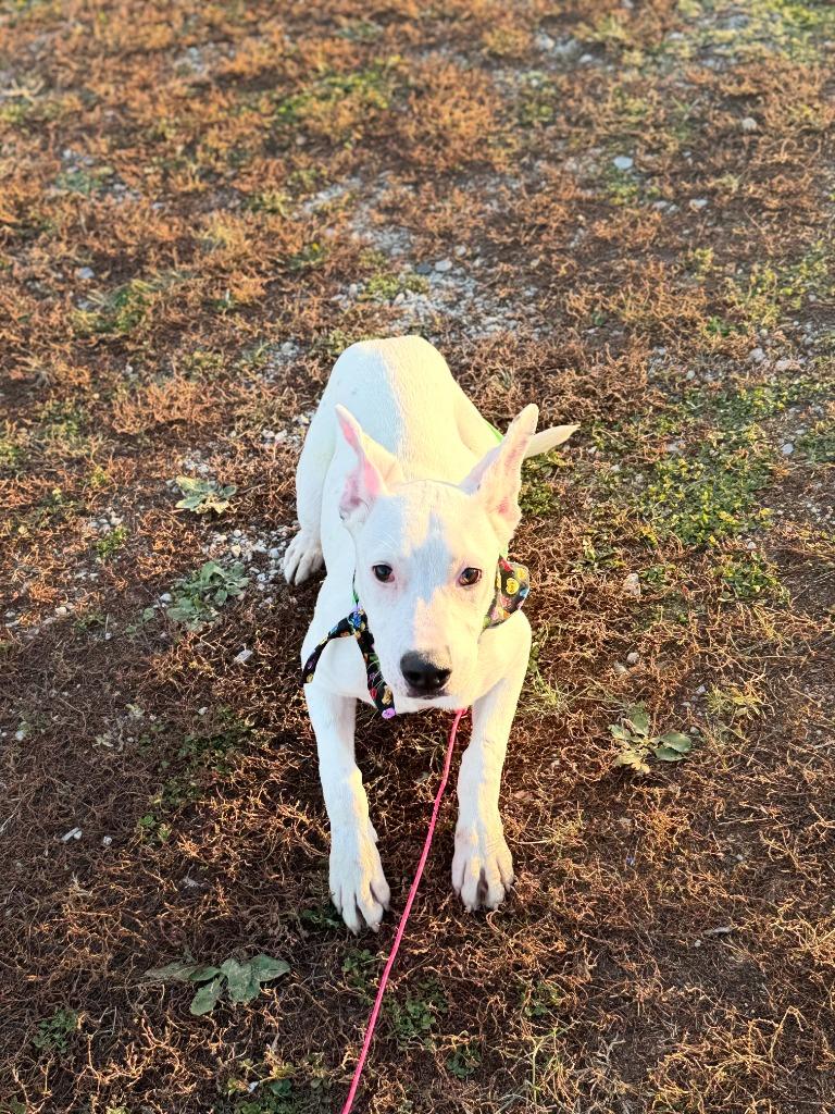 Enlarge GERTIE, a Adoptable Pit Bull Terrier in Algona, IA image 4/5