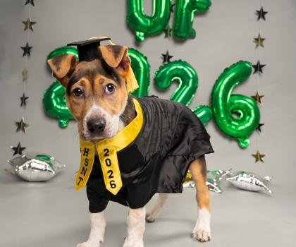 Quilava, Adoptable, Young Male Mixed Breed & Mixed Breed.