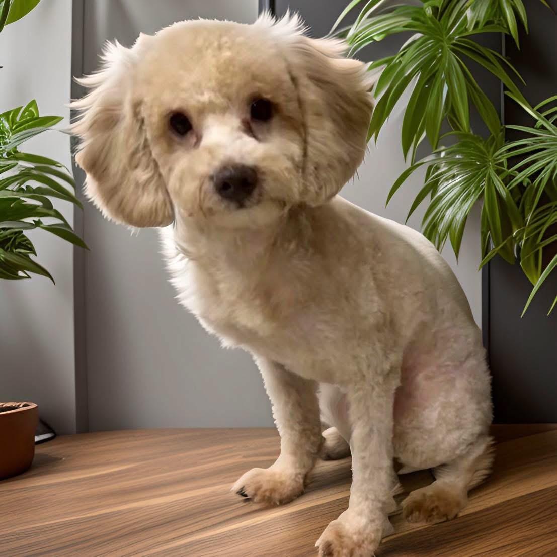 Enlarge Latte, a Adopted Poodle in Mahopac, NY image 3/6