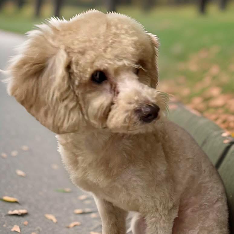Enlarge Latte, a Adopted Poodle in Mahopac, NY image 6/6