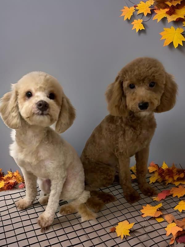 Enlarge Latte, a Adopted Poodle in Mahopac, NY image 4/6